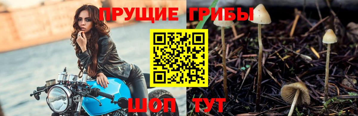 Галлюциногенные грибы Psilocybine cubensis Мончегорск